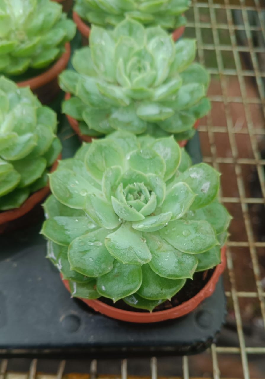 Succulent