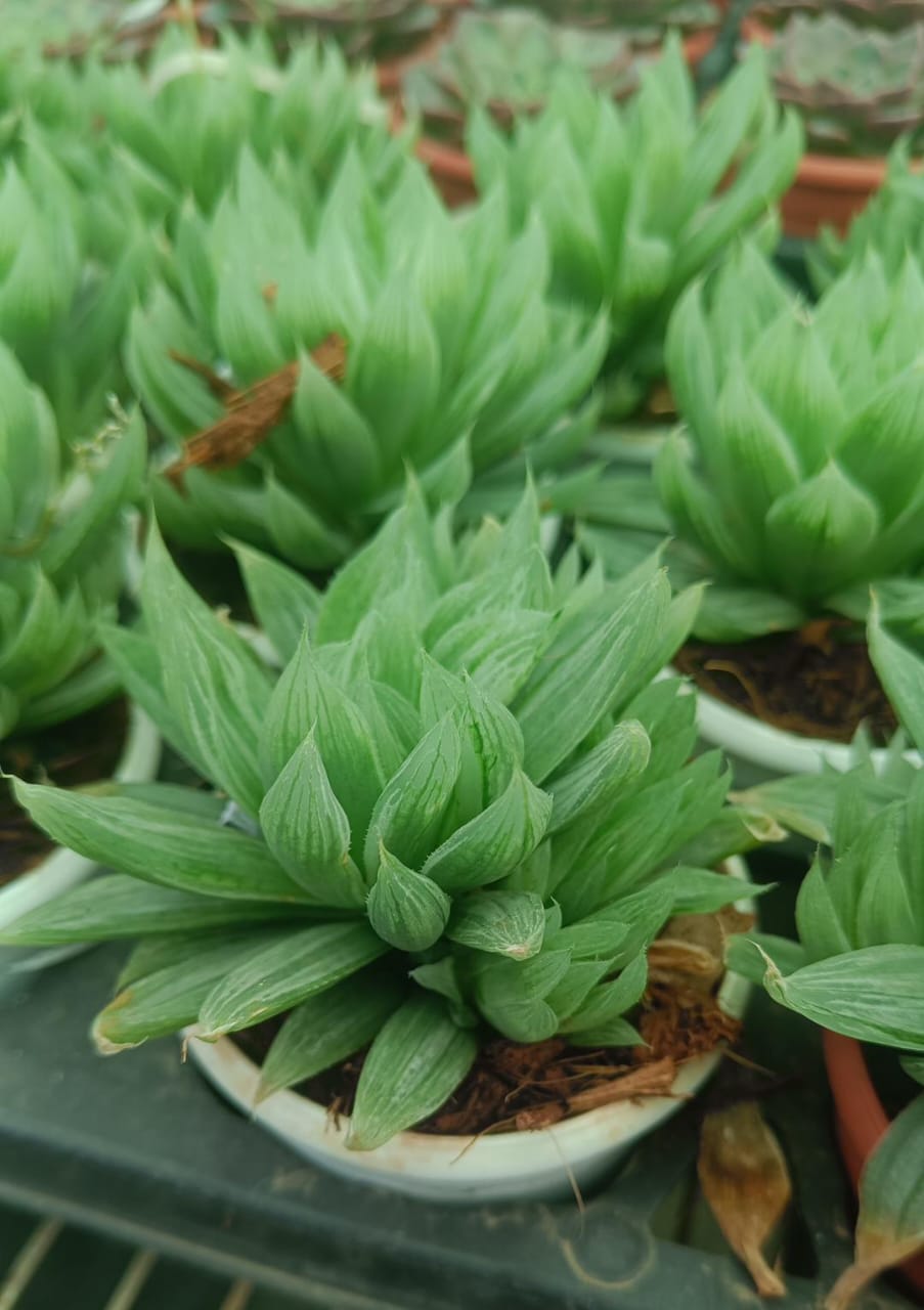 Succulent