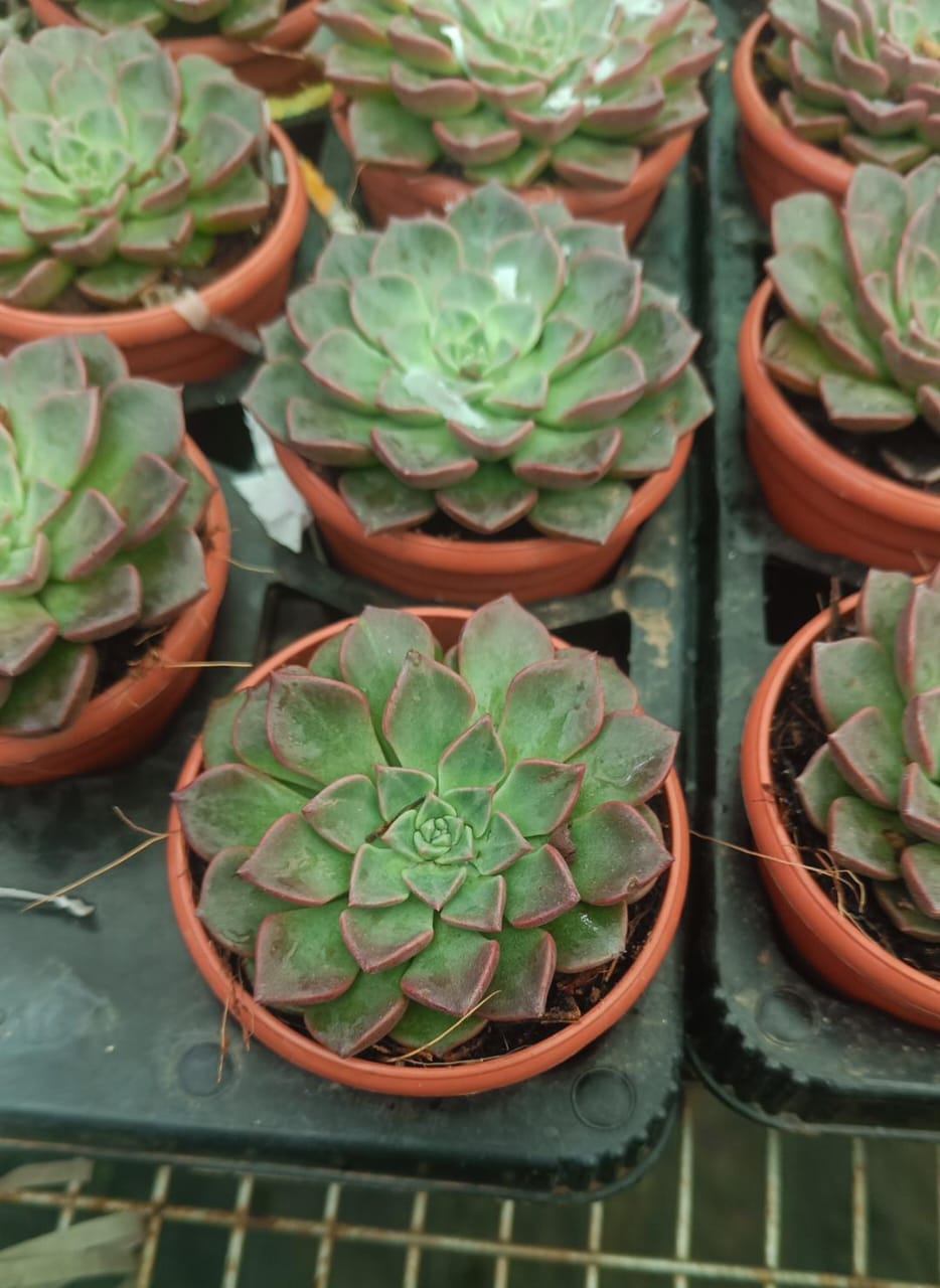 Succulent
