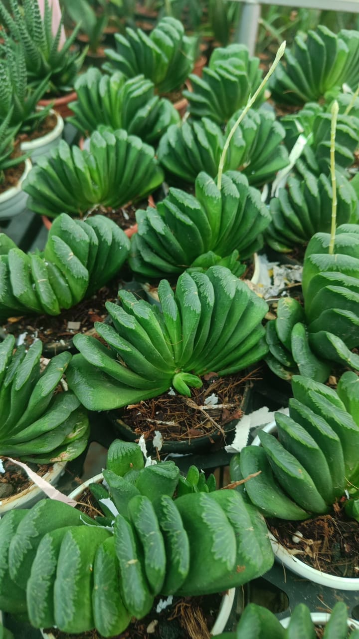 Succulent