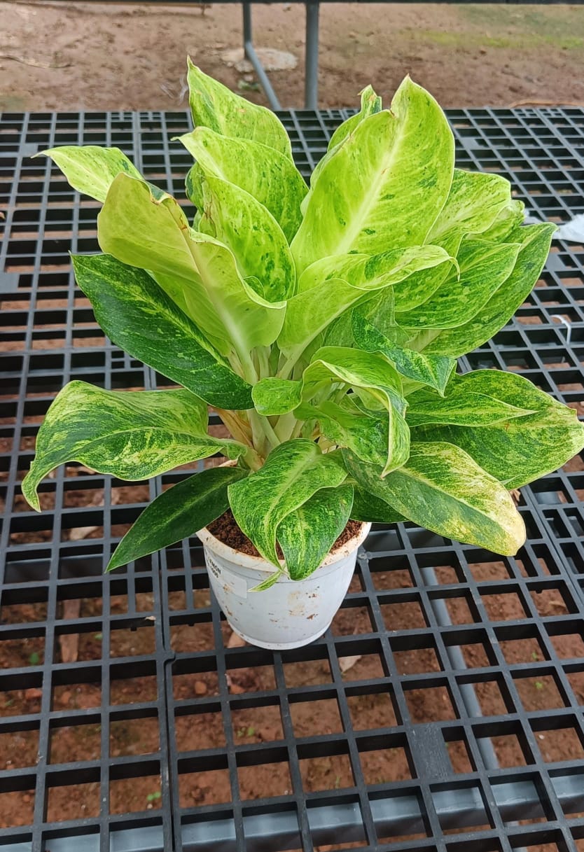 Aglonema Honey Lemon
