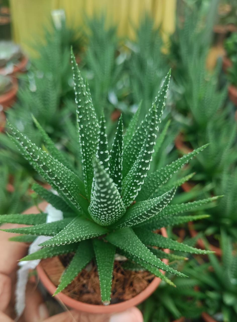 Howortia