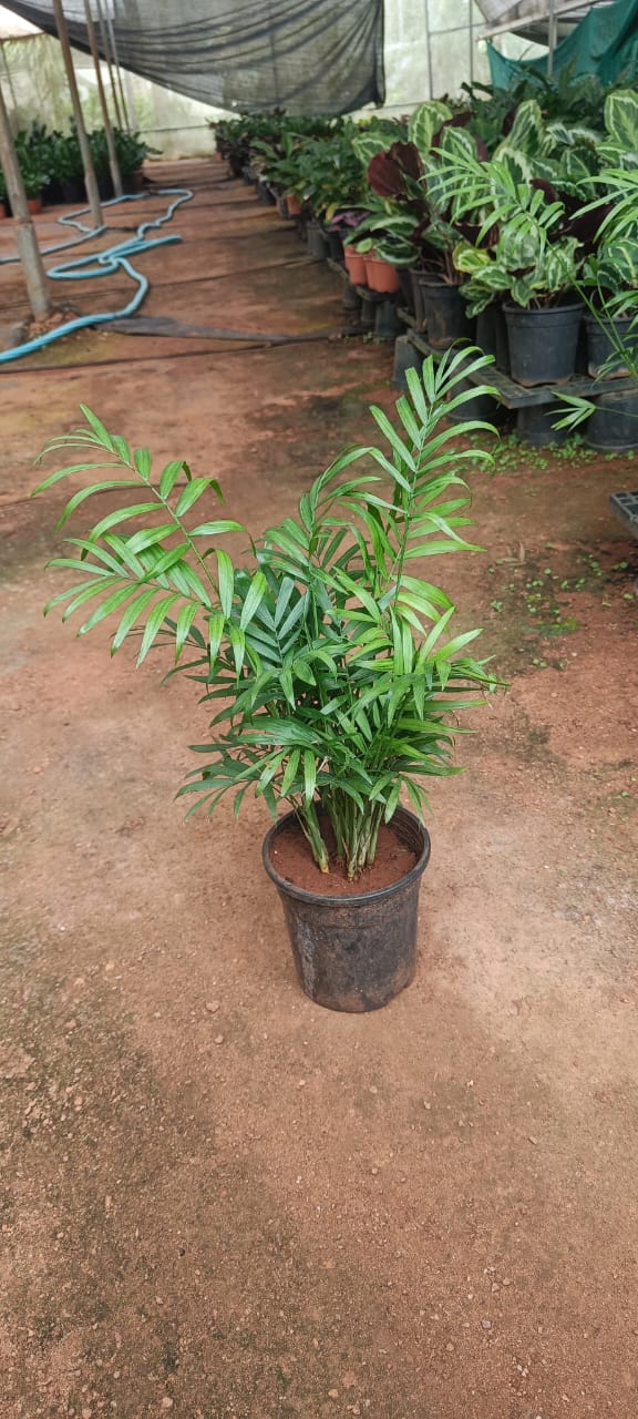 Table top palm